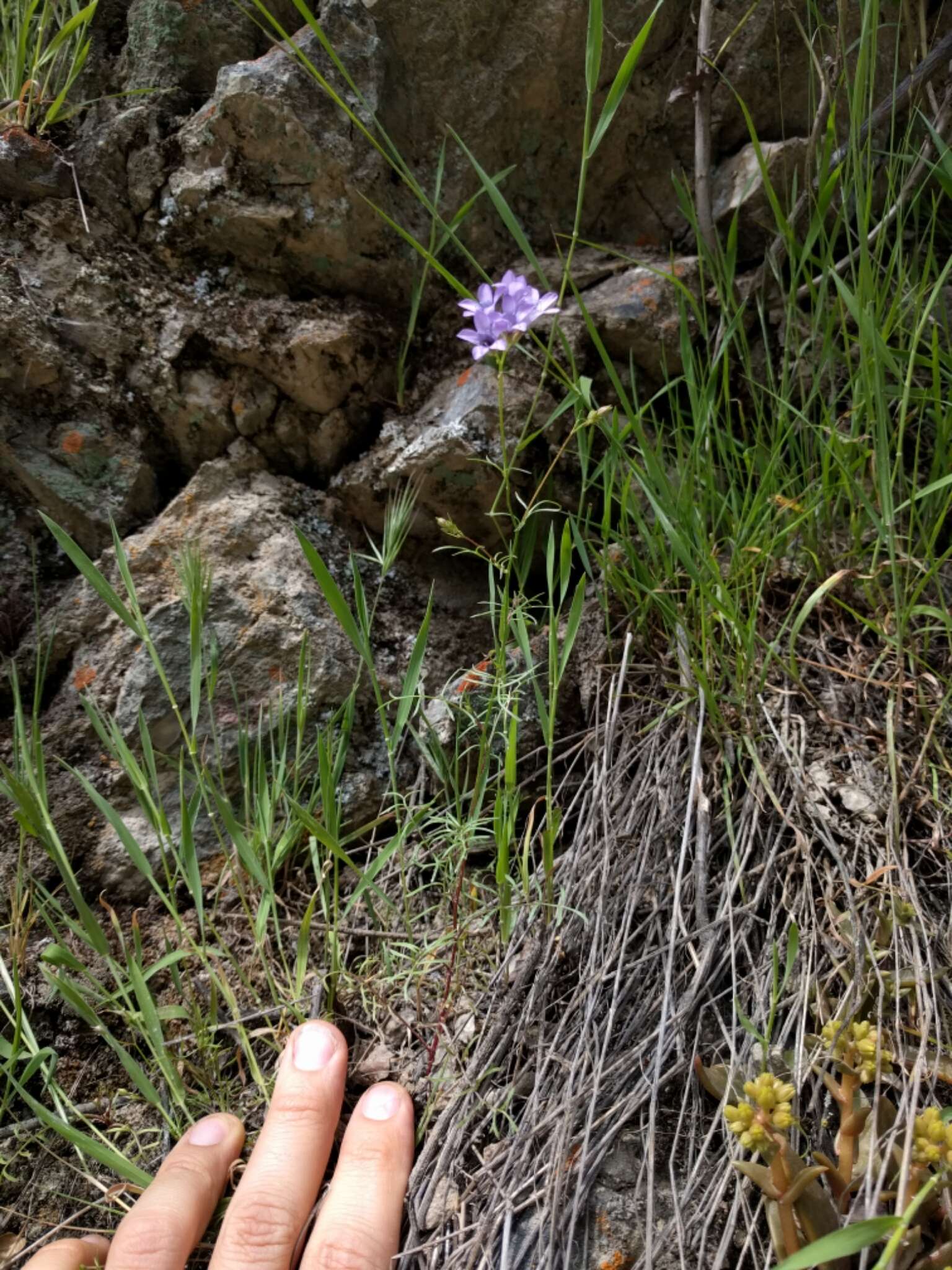 Image of California gilia