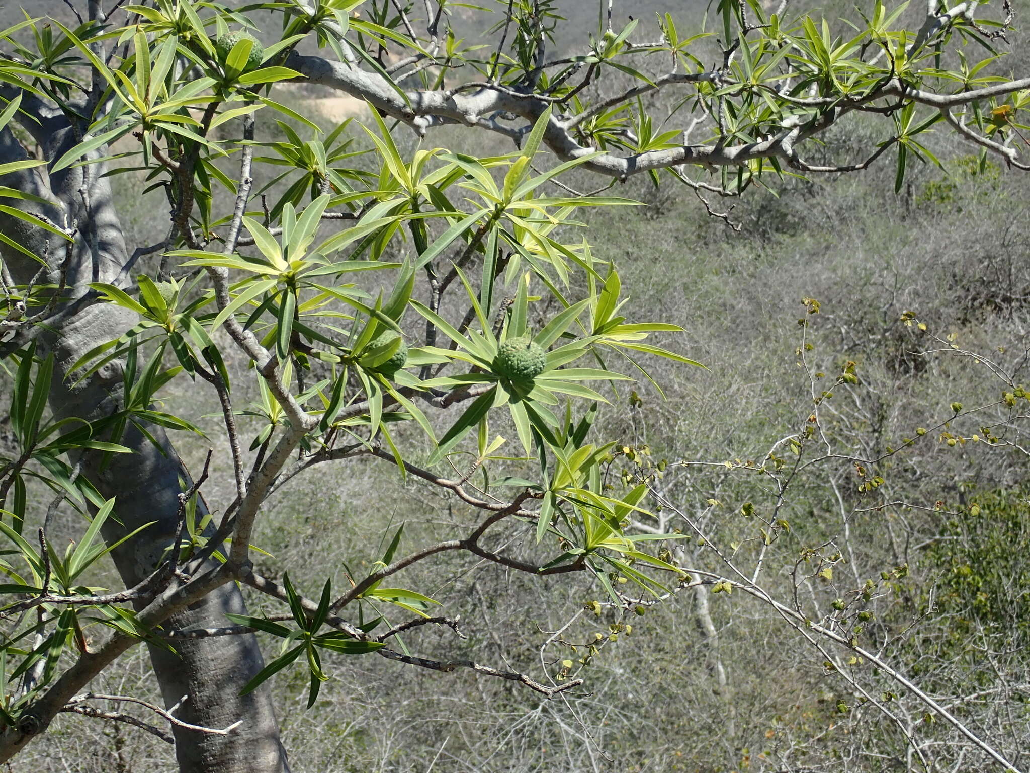 Euphorbia antso Denis resmi