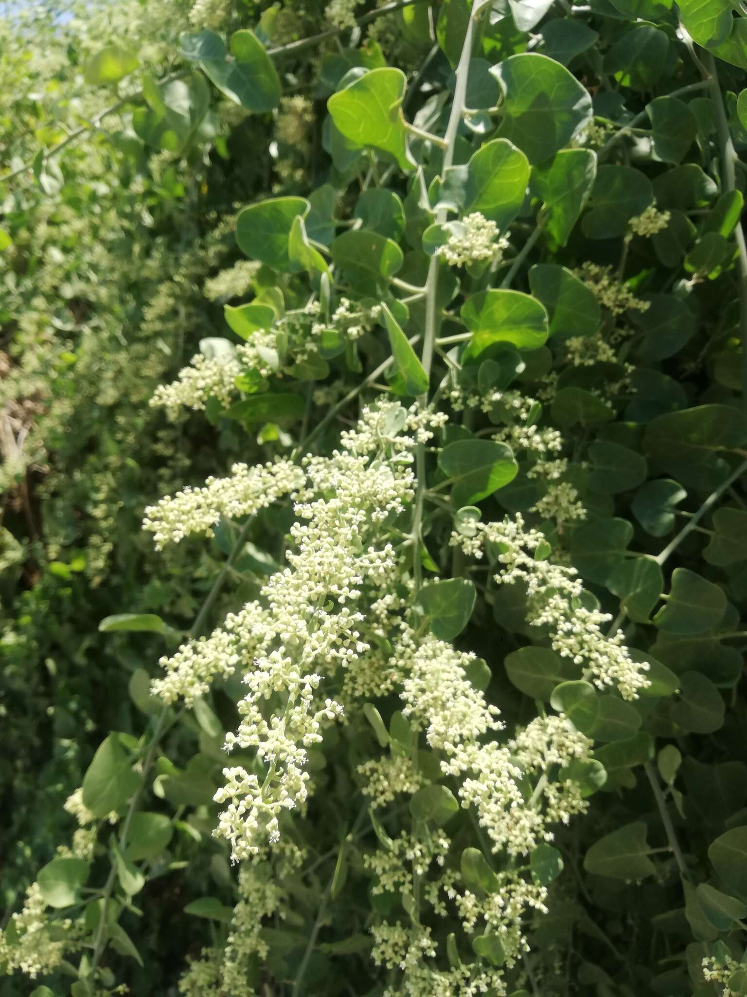 Sivun Salpianthus arenarius Humb. & Bonpl. kuva