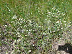 Plancia ëd Pseudoarabidopsis toxophylla (M. Bieb.) Al-Shehbaz, O'Kane & R. A. Price