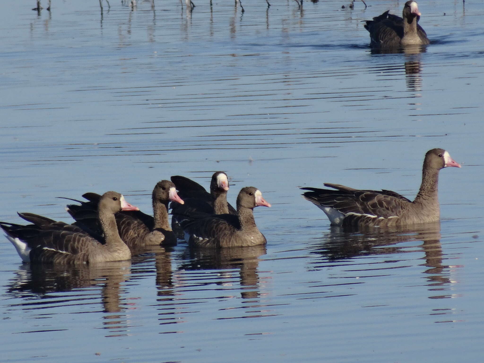 Image of Greater White-fronted Goose