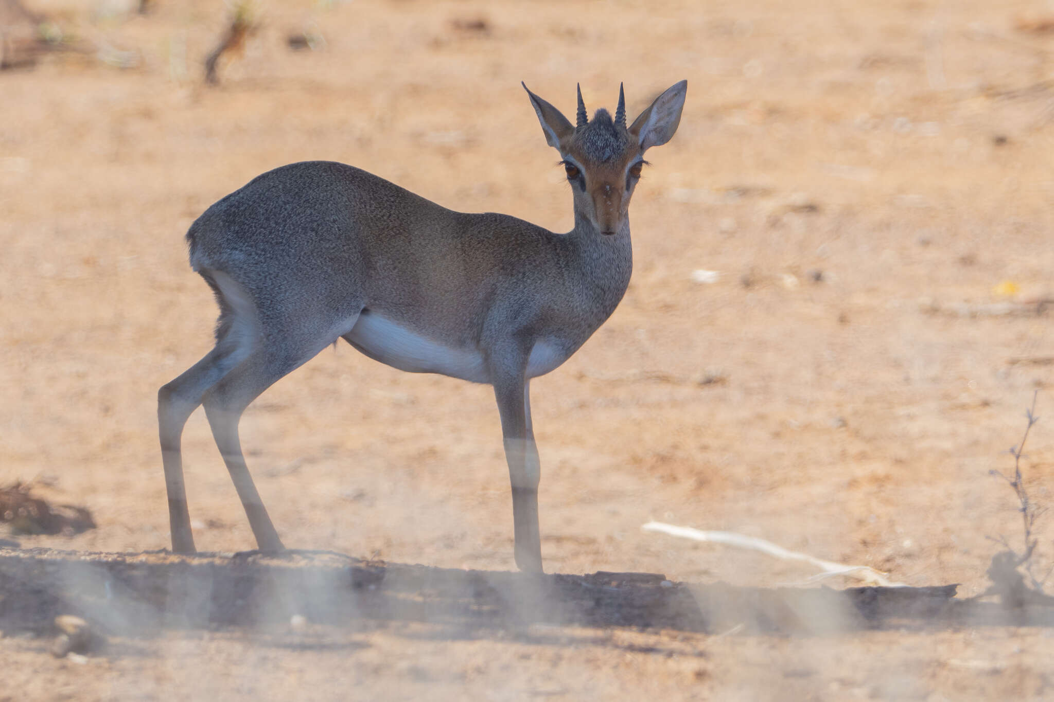 Image of Guenther's Dik-dik