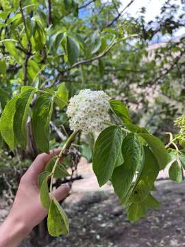 Image of Sambucus peruviana Kunth