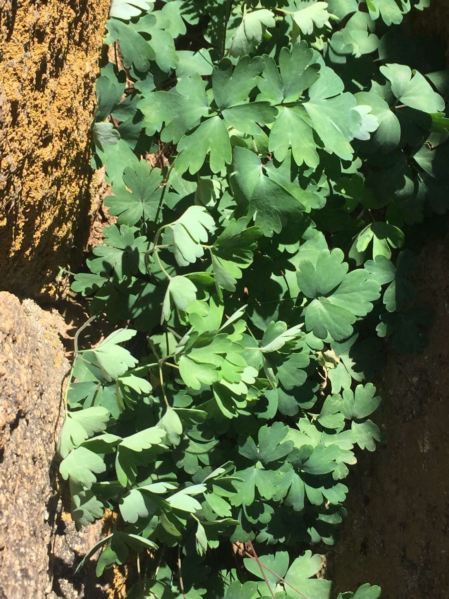 Image of Aquilegia viridiflora Pall.