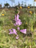 Image of Eastern False Dragonhead