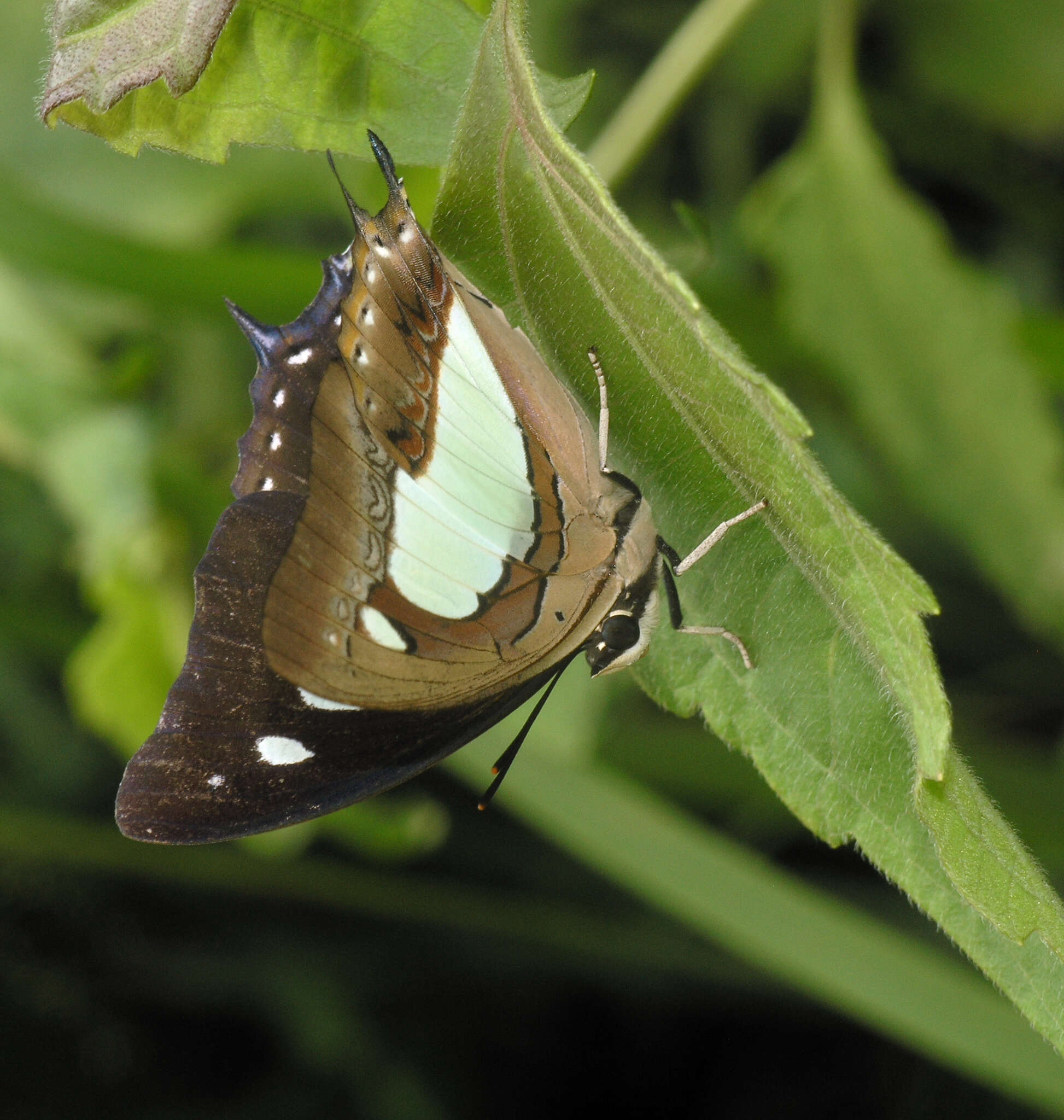 Image of Polyura arja Felder 1866