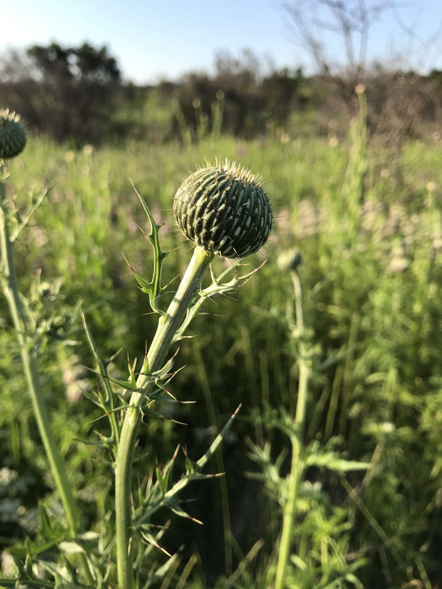 Cirsium engelmannii Rydb.的圖片