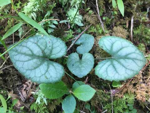 Imagem de Viola hirsutula Brainerd