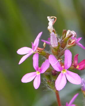 Image of Stylidium hirsutum R. Br.