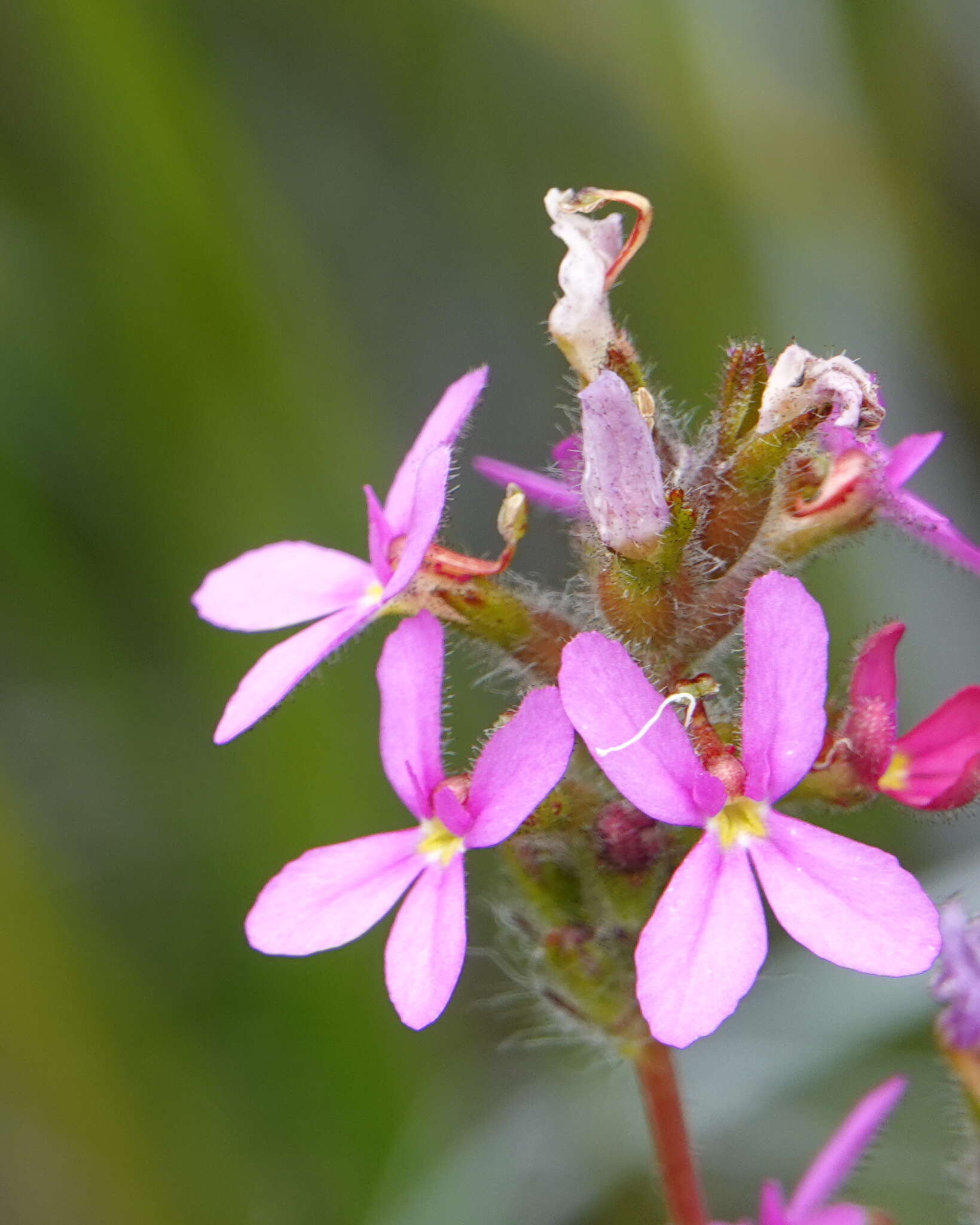 Image of Stylidium hirsutum R. Br.