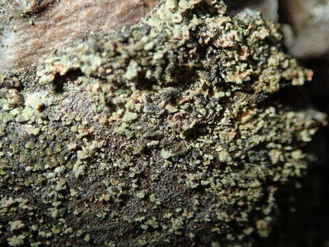 Image of clypeococcum lichen