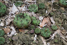 Image of Gymnocalycium anisitsii (K. Schum.) Britton & Rose