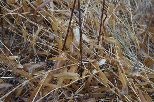 Image of Deer-Tongue Rosette Grass