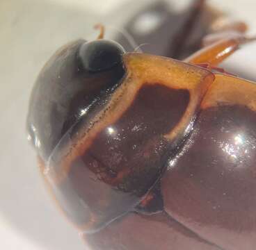 Image of Giant green water beetle