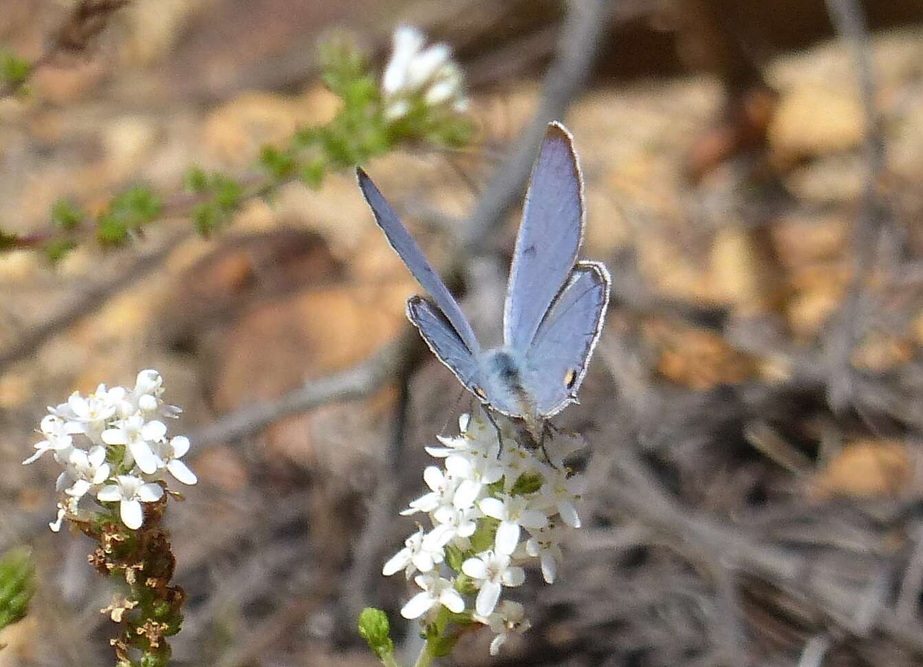 Image of Lepidochrysops asteris (Godart (1824))