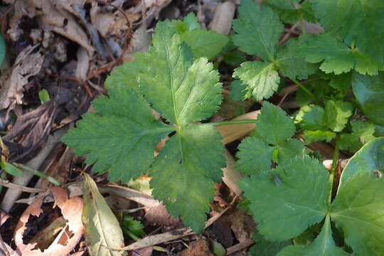 Image of Japanese honewort