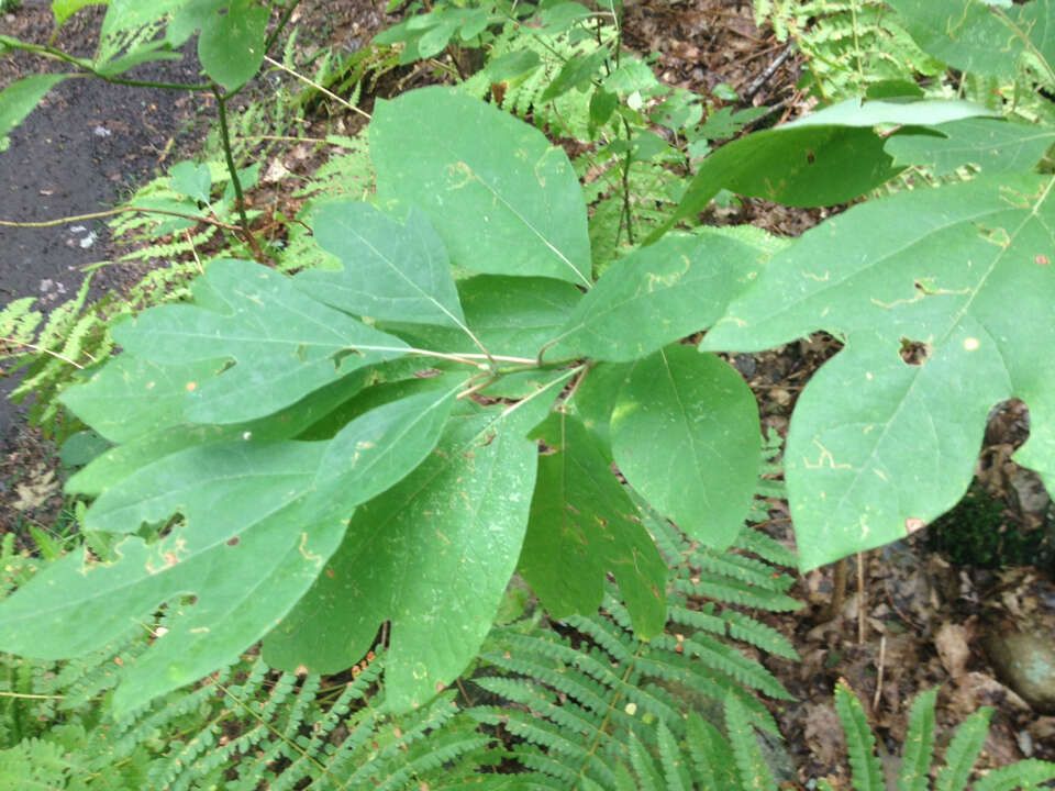 Image of sassafras