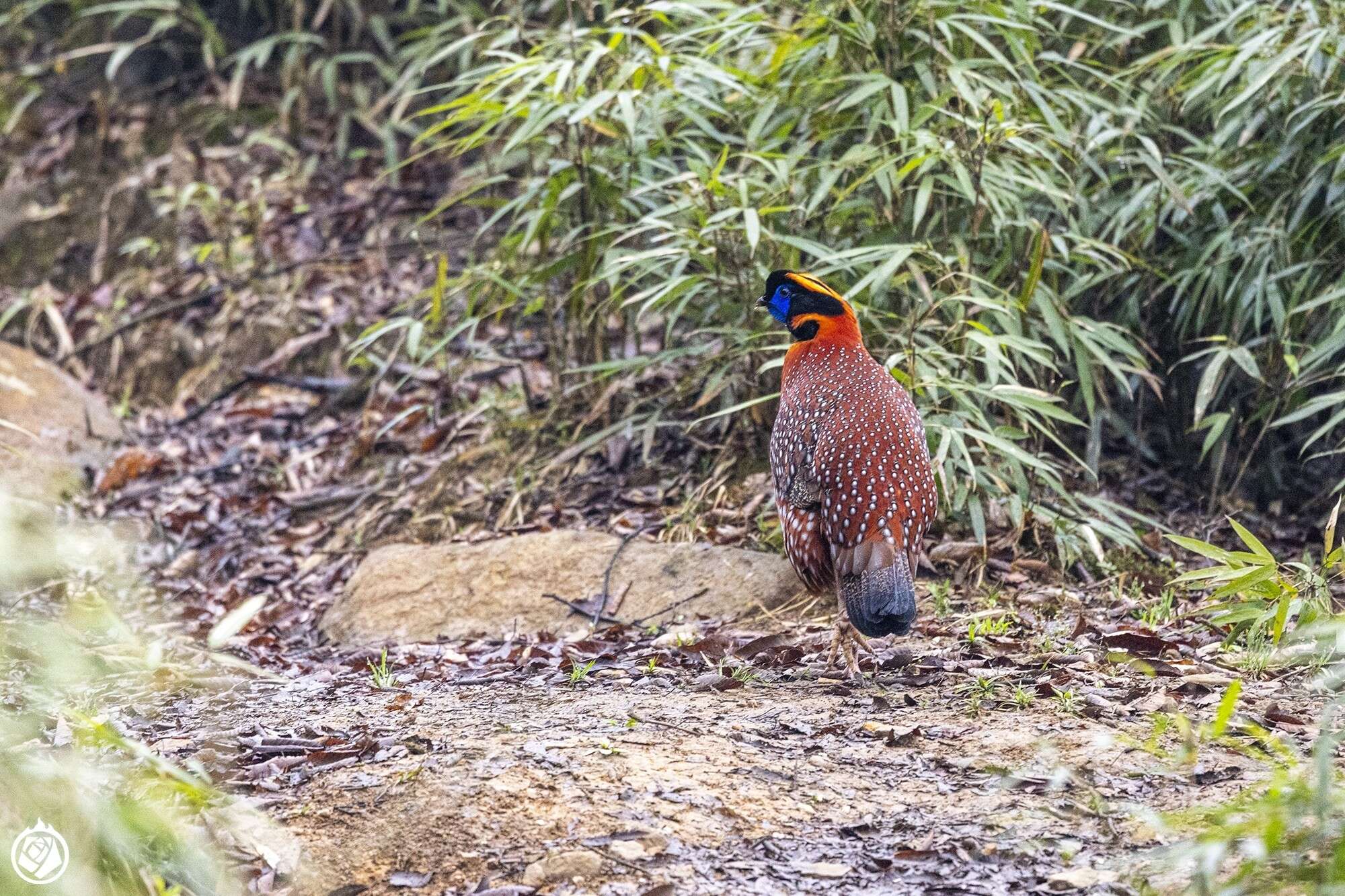 Image of Temminck's Tragopan