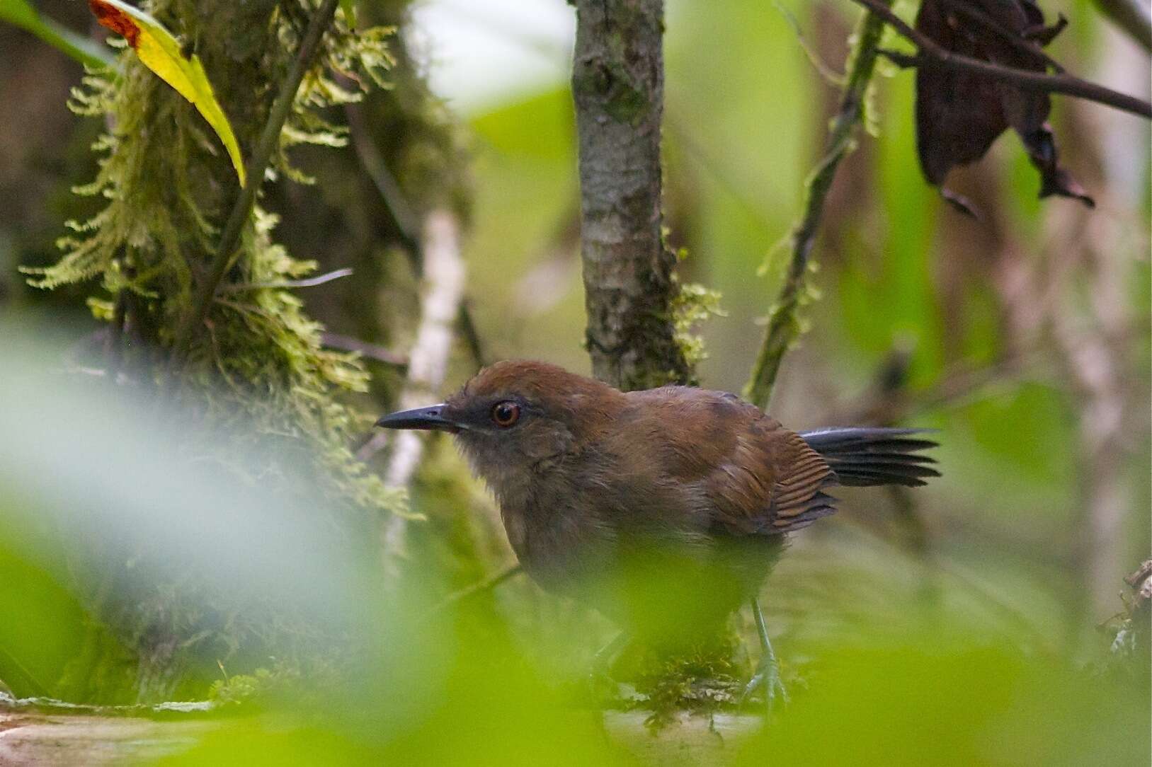 Image of White-shouldered Fire-eye