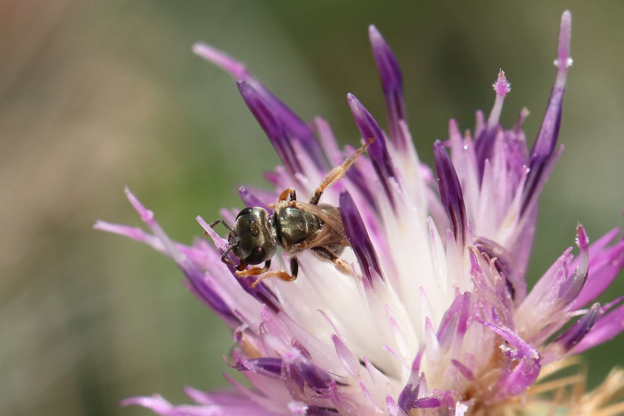 صورة Halictus gemmeus Dours 1872