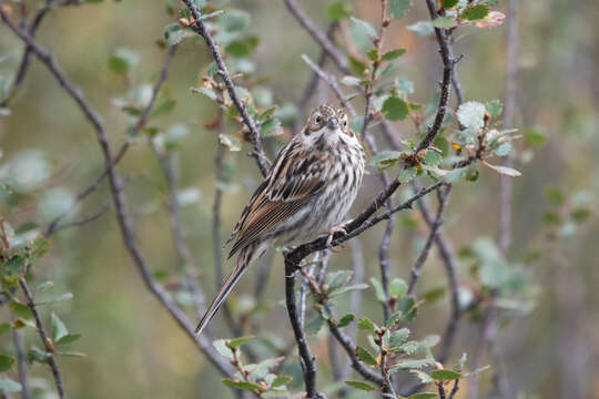 Слика од Emberiza pallasi (Cabanis 1851)