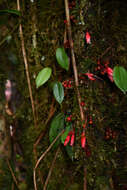 Image of Thibaudia floribunda Kunth