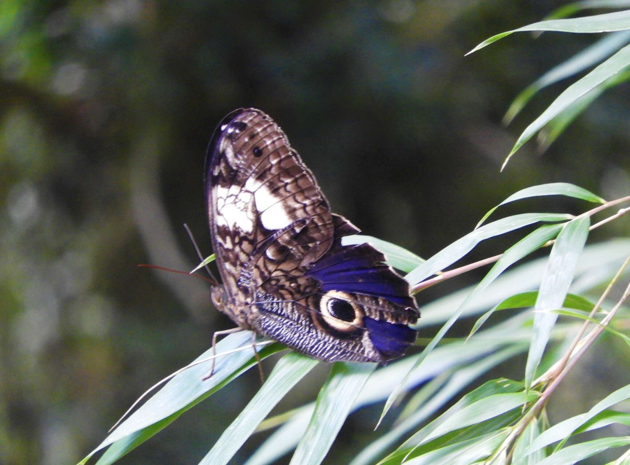 Image of Caligo martia Latreille & Godart 1824