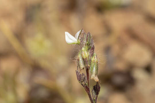 Image of Ononis reclinata L.