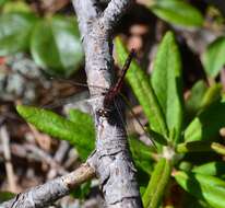 Image of Hudsonian Whiteface