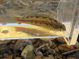 Image of Bandfin darter