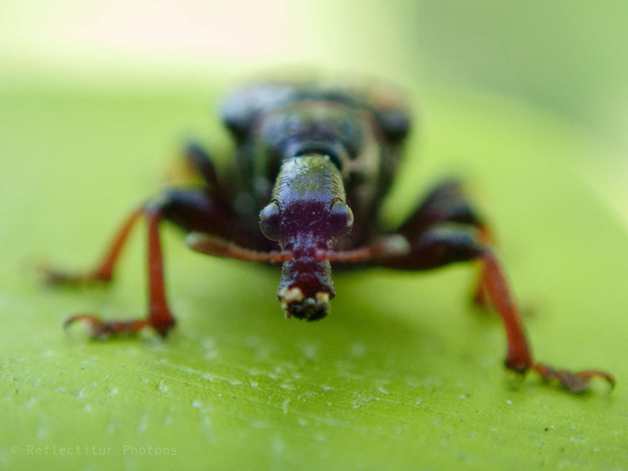 Image of Strigapoderus javanicus Legalov 2003