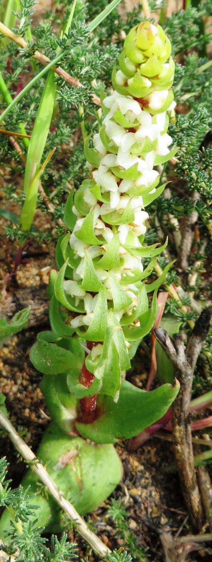 Image of Satyrium bicallosum Thunb.