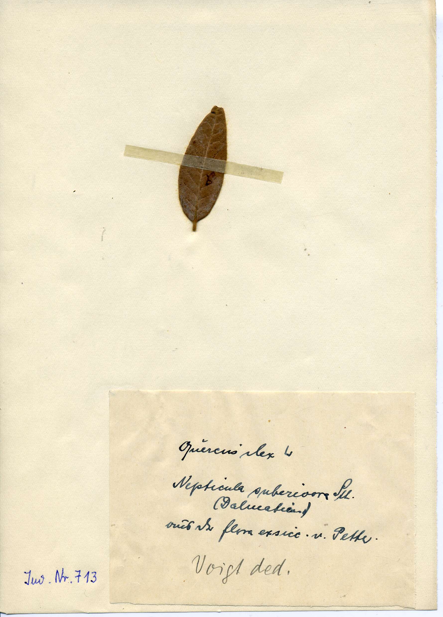 Plancia ëd Stigmella suberivora (Stainton 1869) Beirne 1945