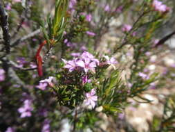 Image of Coleonema aspalathoides A. Juss.