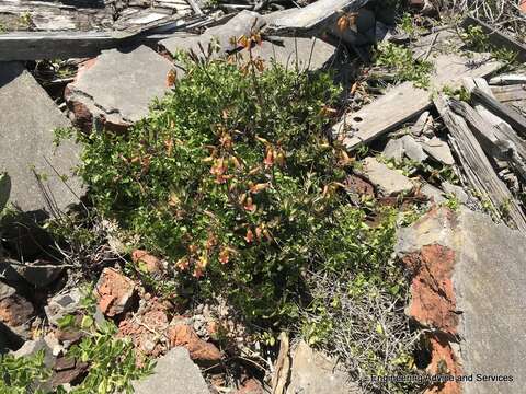 Image of Cotyledon adscendens R. A. Dyer