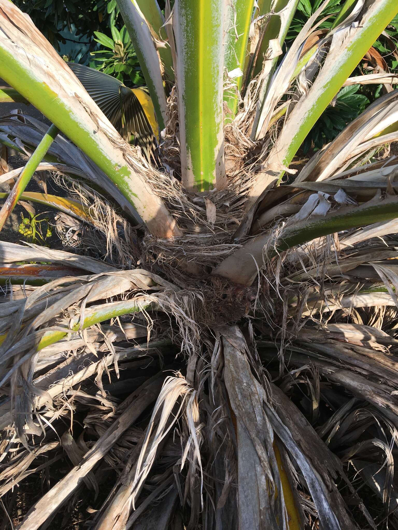 Sivun Pritchardia martii (Gaudich.) H. Wendl. kuva