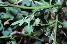 Image of Cineraria longipes S. Moore.