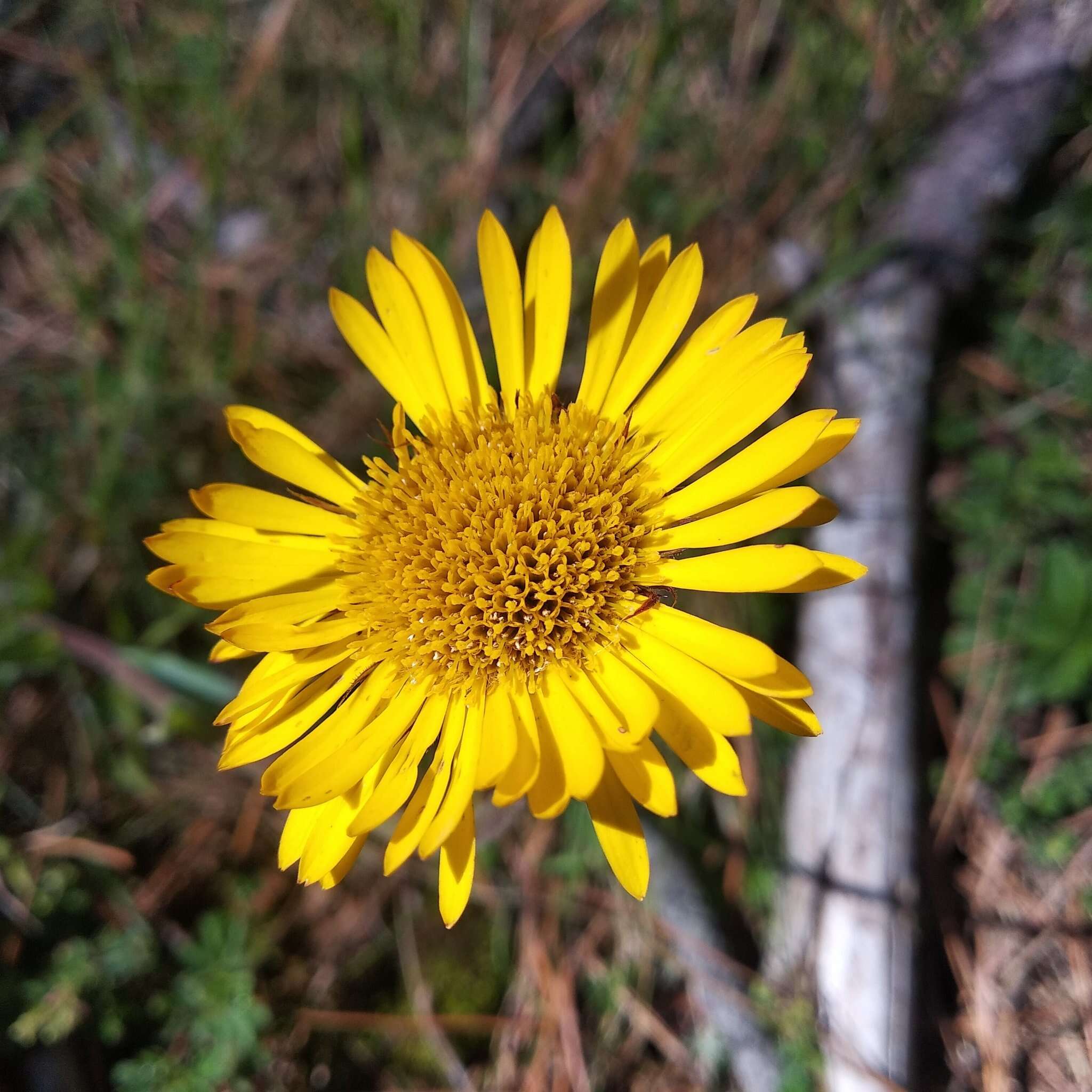 Imagem de Osbertia stolonifera (DC.) Greene