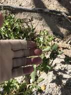 Image of Mojave ragwort