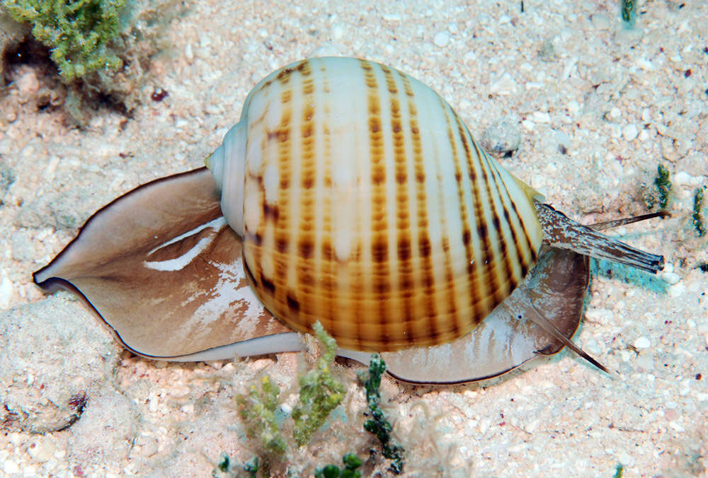 Image of Tonna canaliculata (Linnaeus 1758)