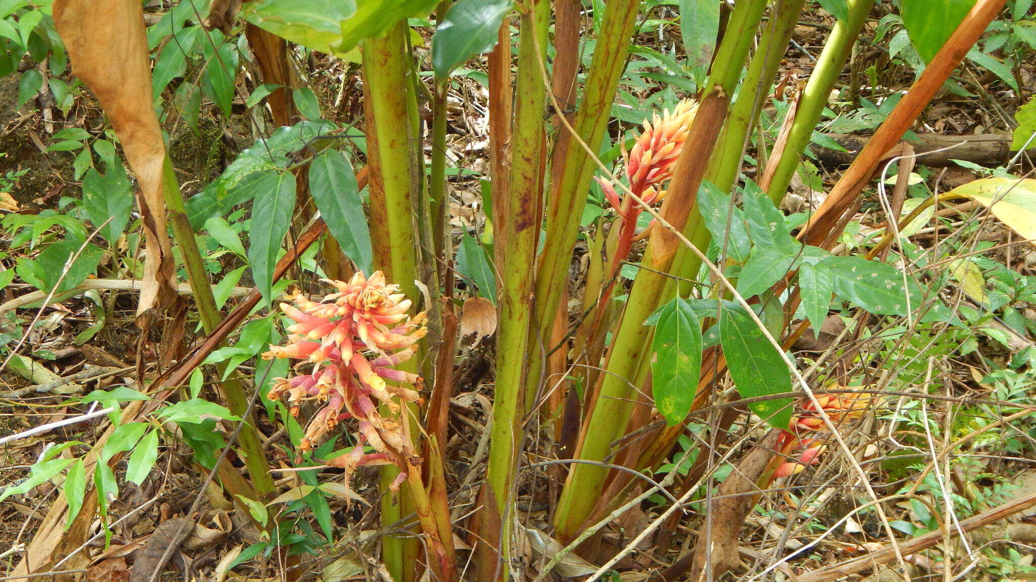 Image of jenjibre-de-jardin