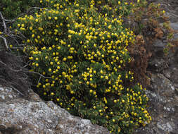 Image of <i>Ononis angustissima</i> subsp. <i>longifolia</i>