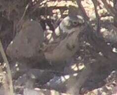 Image of Sagebrush Sparrow