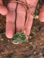 Image of Oxalis melanosticta Sond.