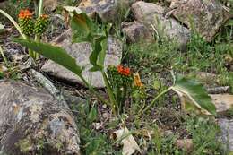 Image of Arum pictum L. fil.