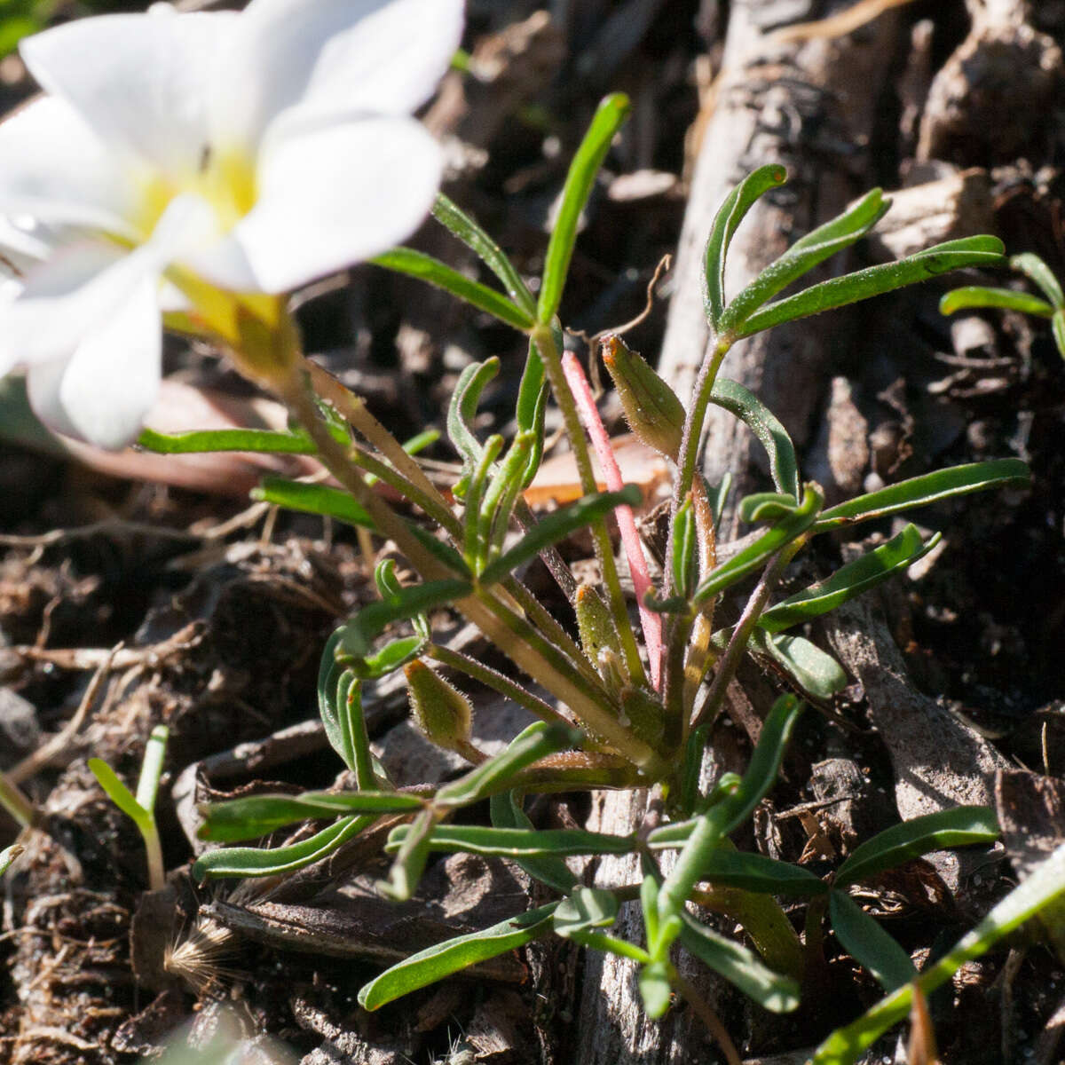 Image of Oxalis versicolor L.