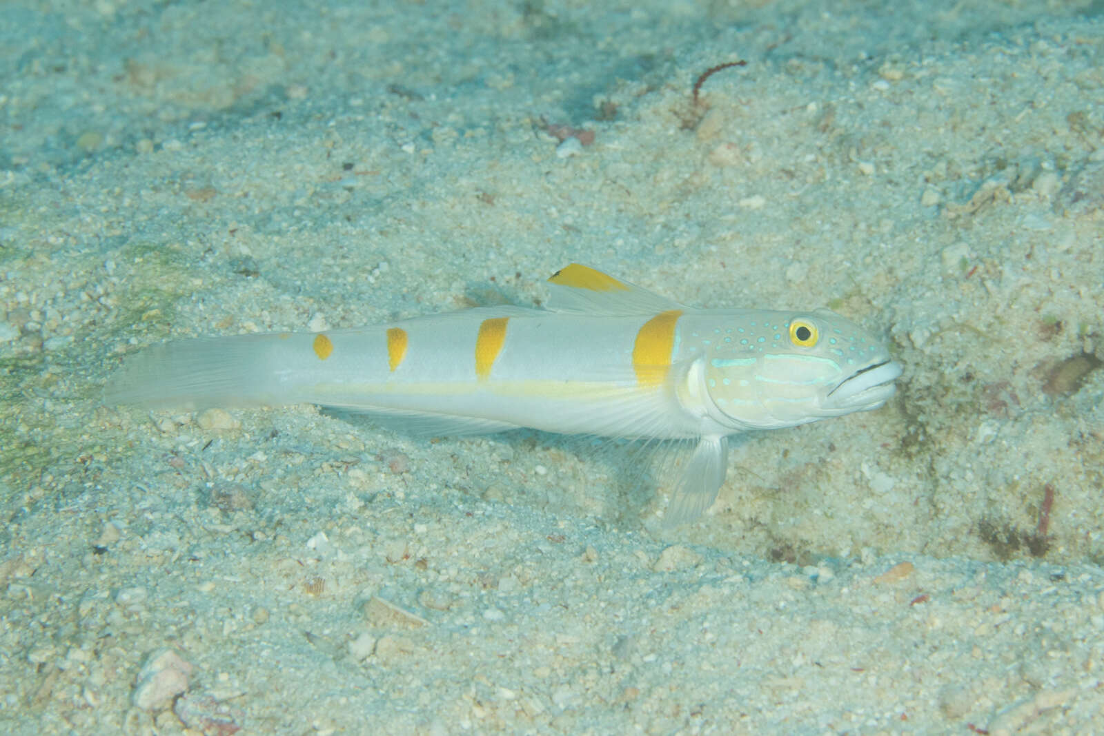 Image of Decorated goby