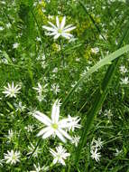 Image of common starwort