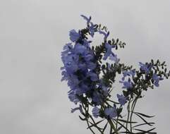 Image of azure blue sage