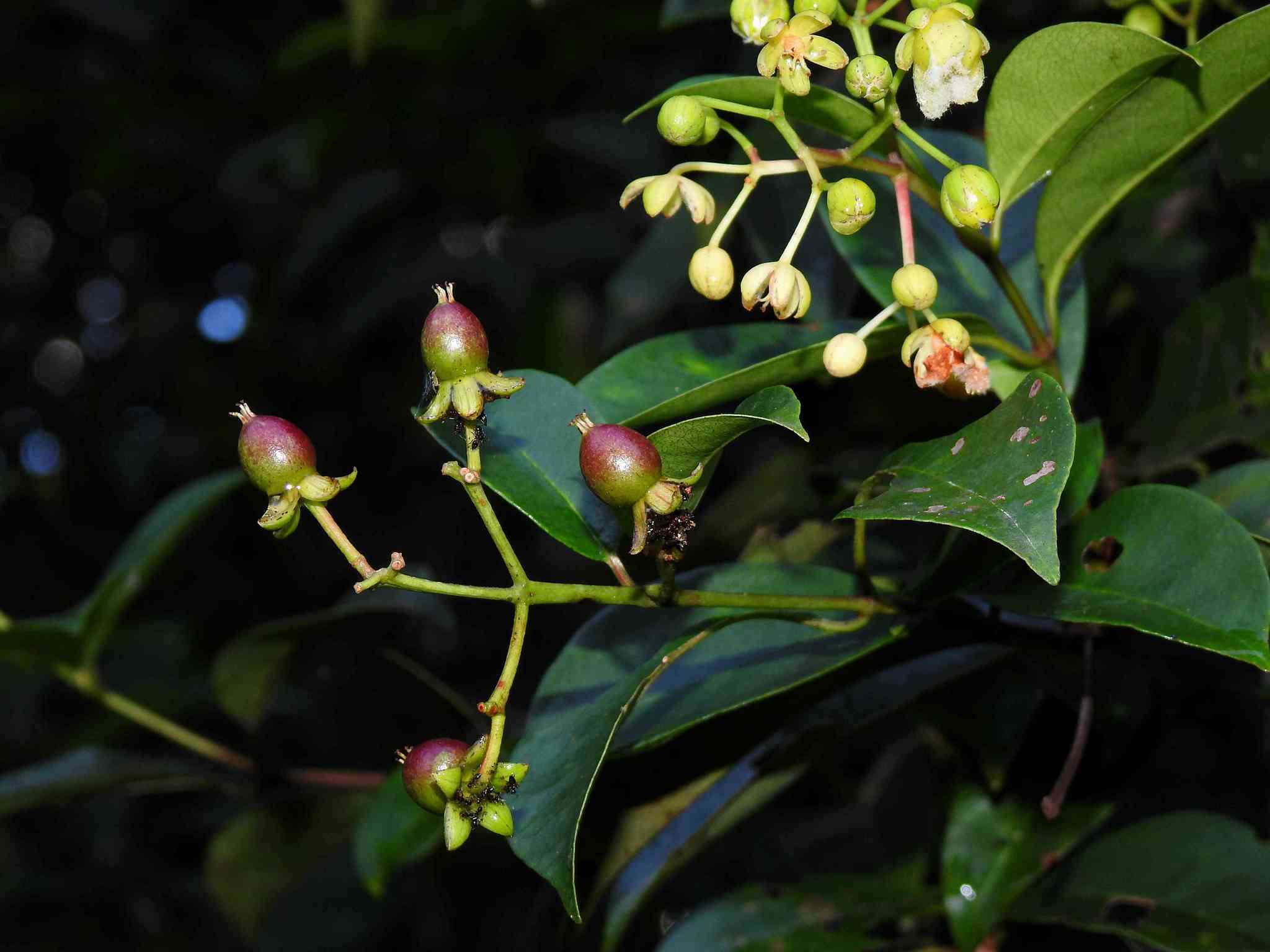 Image of Vismia cayennensis (Jacq.) Persoon